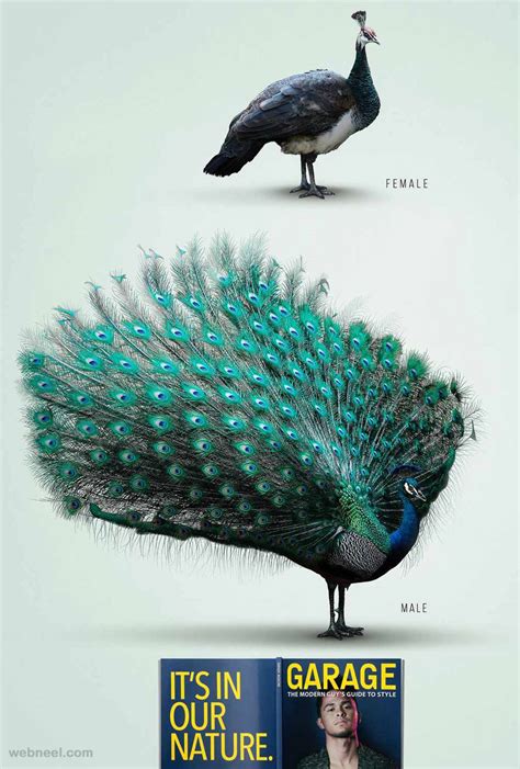 Peacock ads. Things To Know About Peacock ads. 